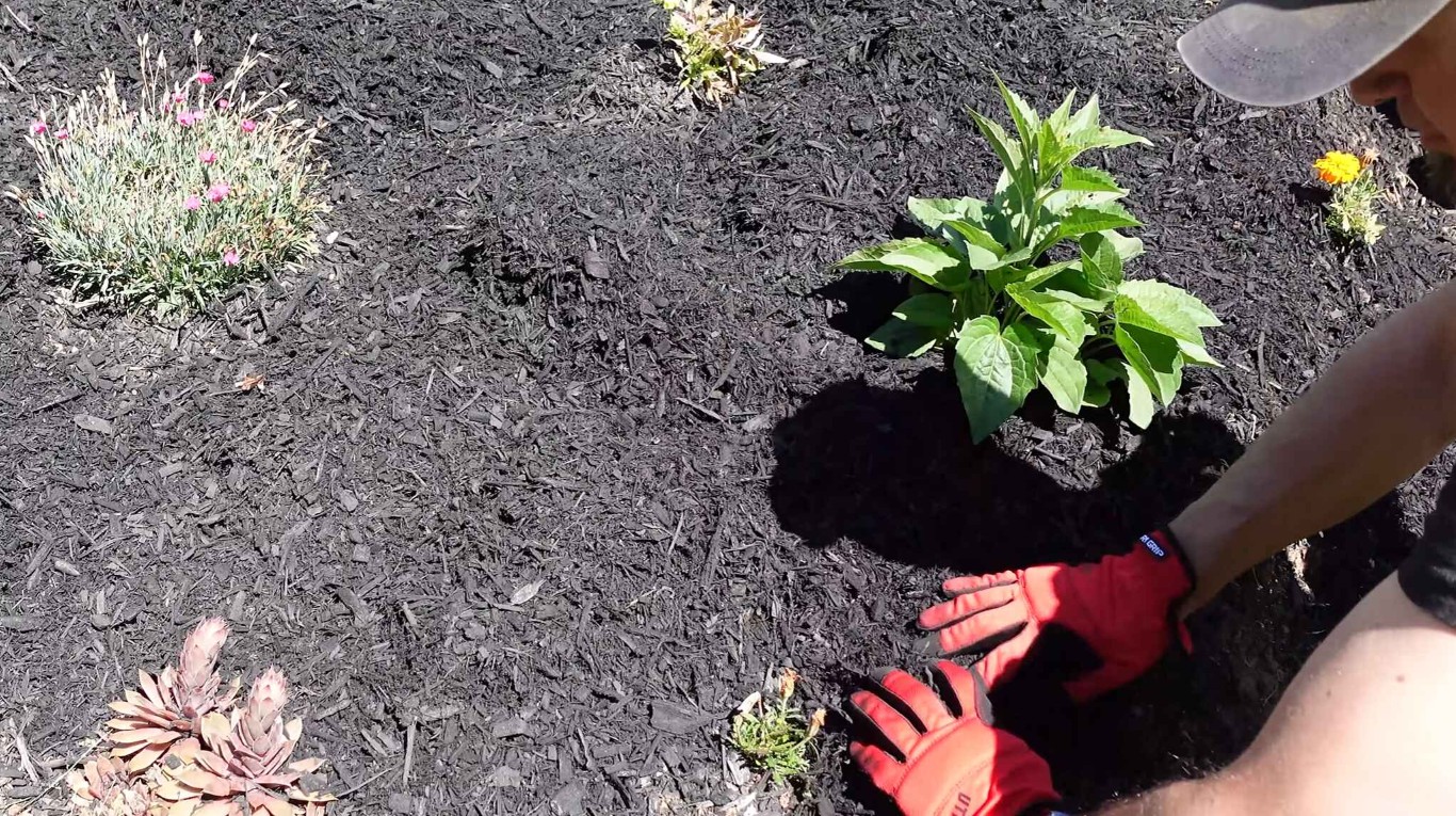 Landscaper applying fresh mulch to garden bed in Paradise, NV